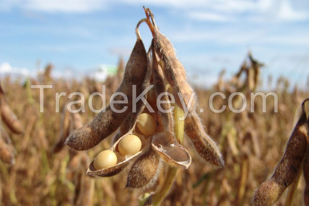Vacuum Package NON-GMO Soybean Available