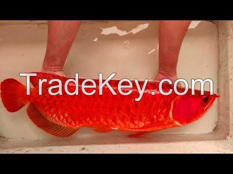 Arowana Fish for worldwide supply