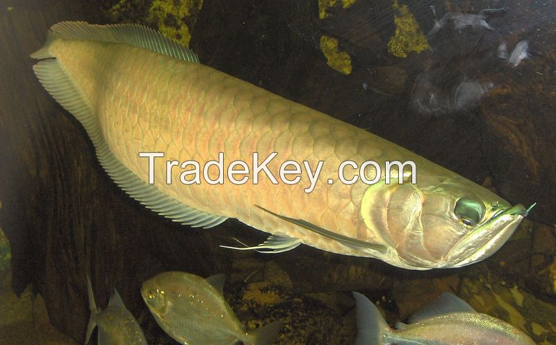 Arowana Fish for supply in UAE