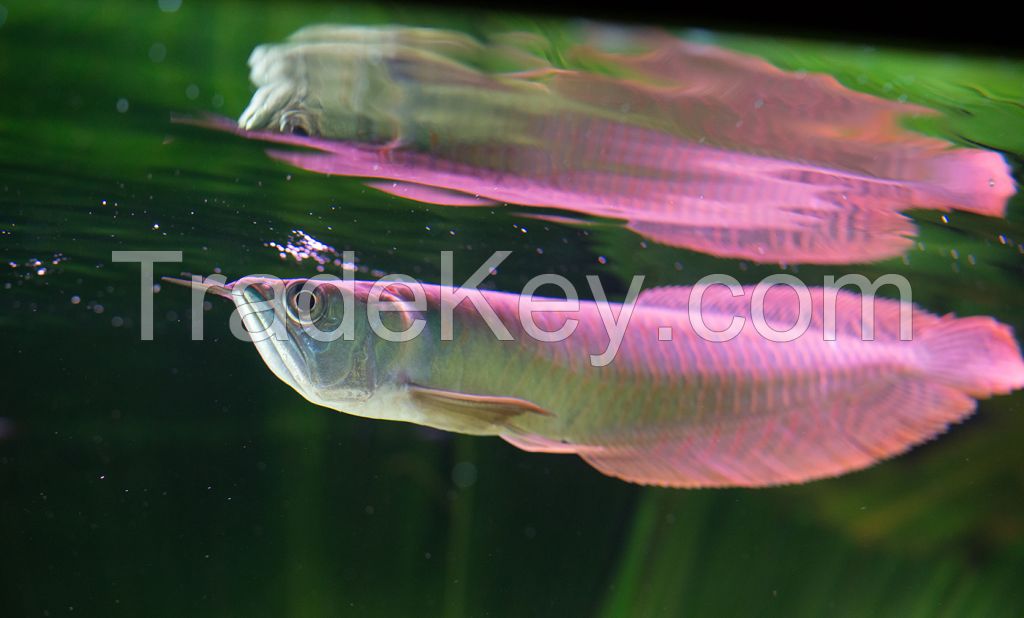 Asian supply Arowana Fish