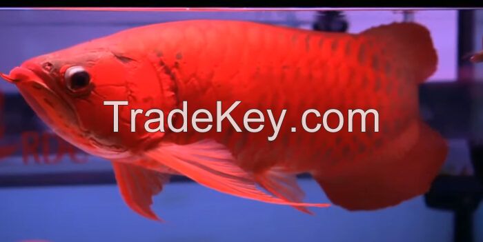 Arowana Fish for supply in USA
