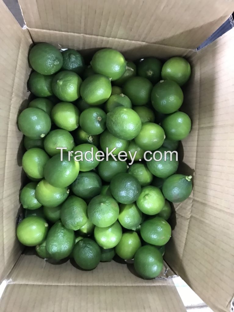 Fresh Seedless Lemon | Lime from Vietnam