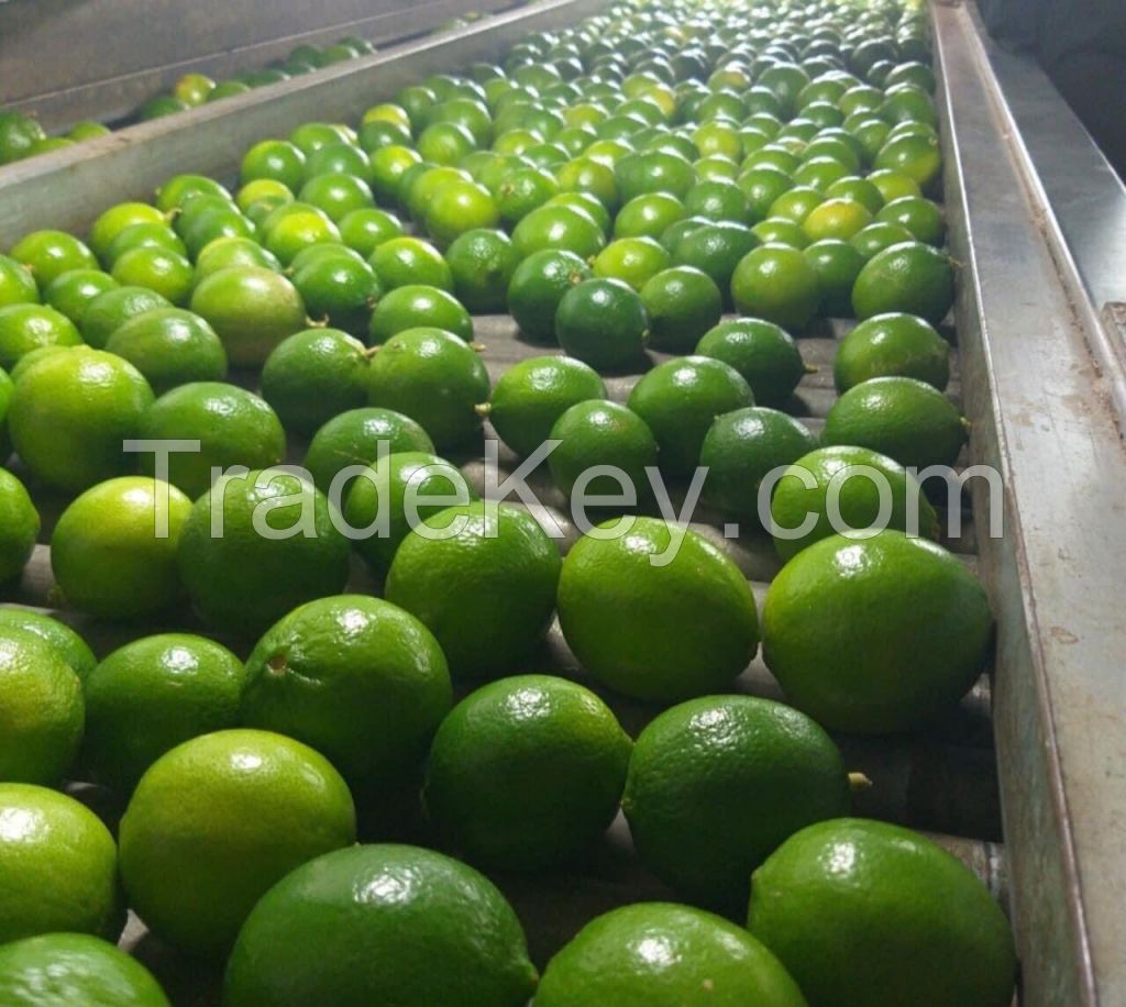 Fresh Seedless Lemon | Lime from Vietnam
