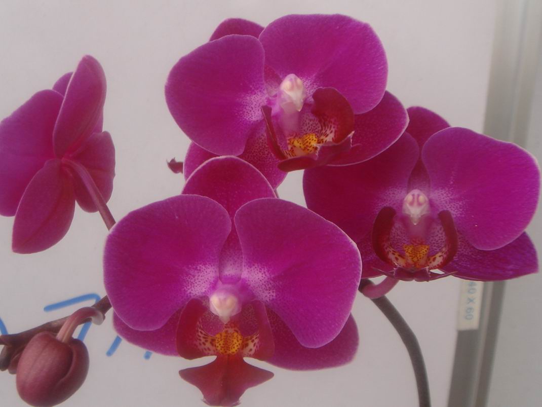 Orchid phalaenopsis(TJTA717)