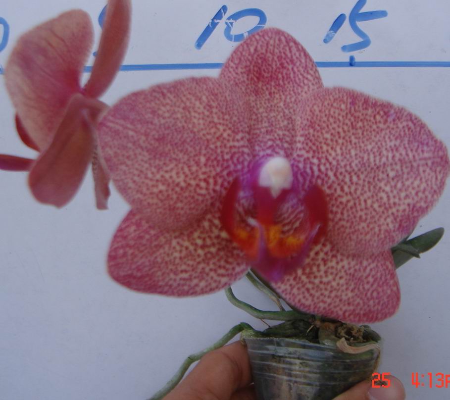 Orchid phalaenopsis(TJTA729)