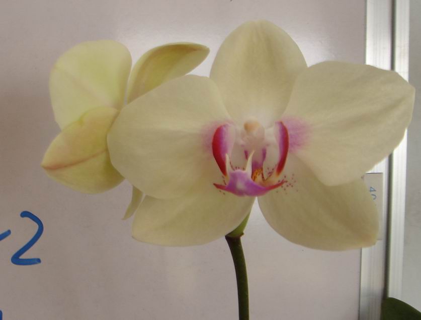 phalaenopsis(TJTA742)