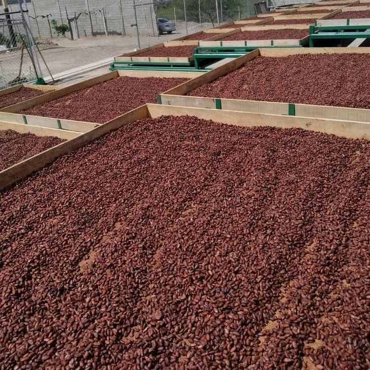 Organic  Venezuelan Cocoa Beans