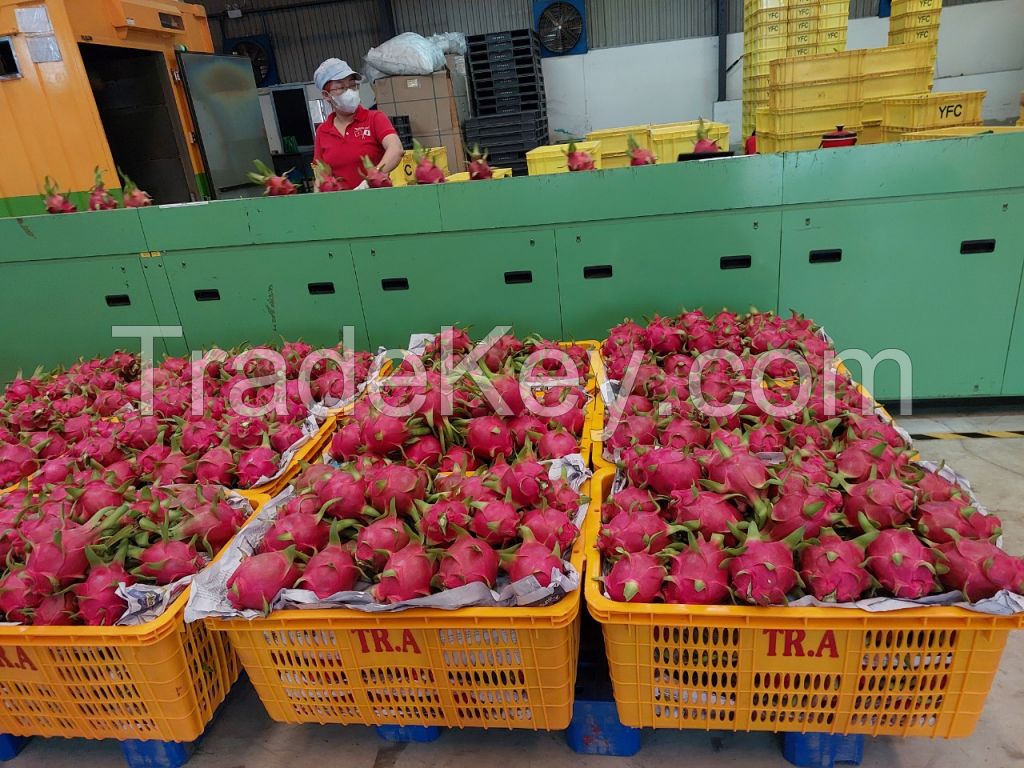 VietNamese Fresh Dragon Fruit - White Flesh - 5KG/CTN