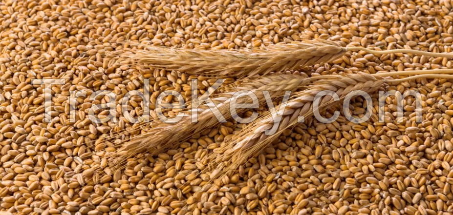 Grain, cereal, wheat from Poland.