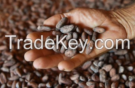 Cocoa beans