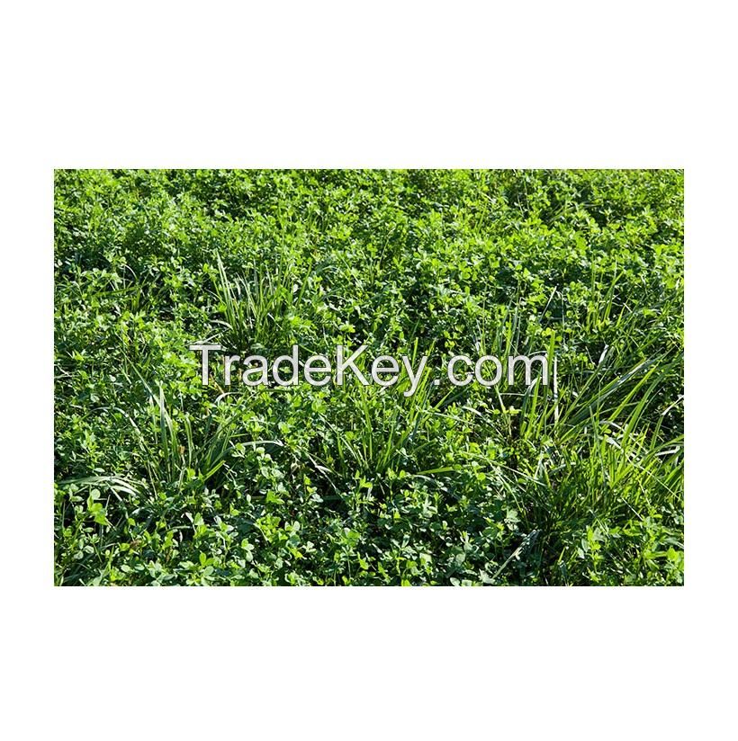High Quality Alfalfa Hay Grass / Alfalfa Hay Bales Available For Sale At Low Price