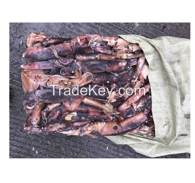 high quality fresh frozen baby squid new arrival high quality frozen red squid loligo bulk style packaging color feature squid