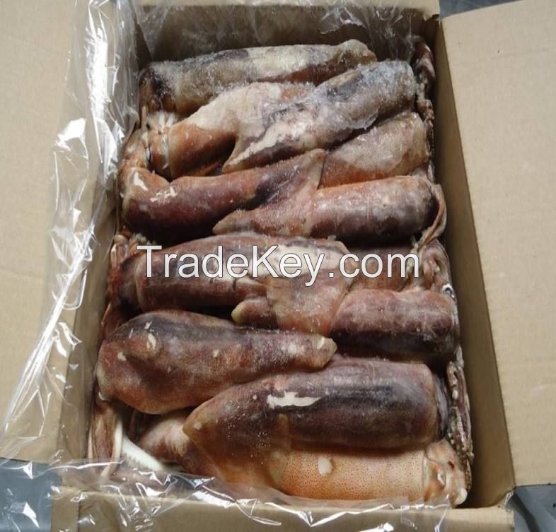 high quality fresh frozen baby squid new arrival high quality frozen red squid loligo bulk style packaging color feature squid