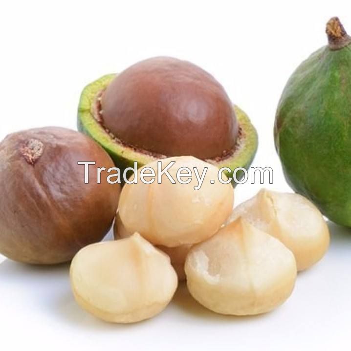 Dried organic macadamia nuts South Africa delicious Top quality Rich nutrition  bulk suppliers macadamia roasted