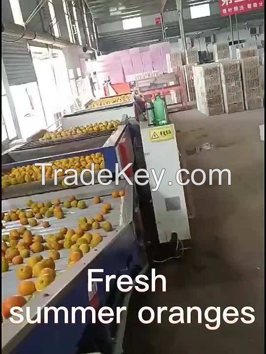 fresh orange buyers fruit  for wholesale Fresh orange fruit mandarin from factory directly supply Good quality fresh fruit orang