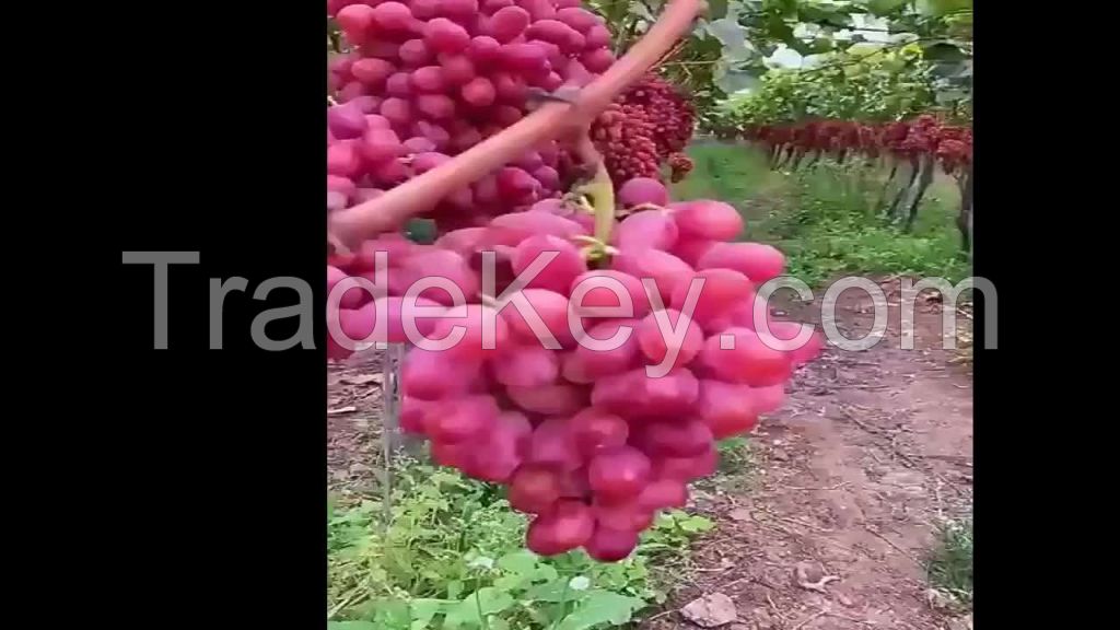 fresh grapes crimson seedless color light red superior seedless bright green curved scissors grow trim grapes for sale