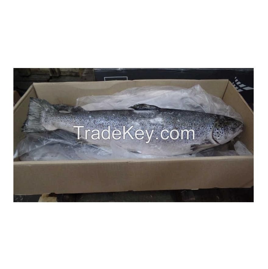 Salmon Fish Frozen Fillet Fresh And Frozen Atlantic Salmon Fish/Whole Frozen Salmon/Salmon Head For Sale