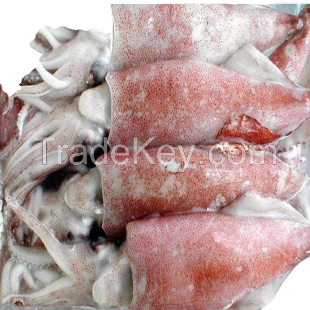 frozen squid hot sale fresh squid from competitive prices nutritious tube with  fresh squid Calamari