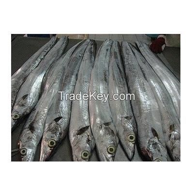 0.05% Max Moisture Fresh Frozen Whole Round Ribbon Fish With Natural Silver Color