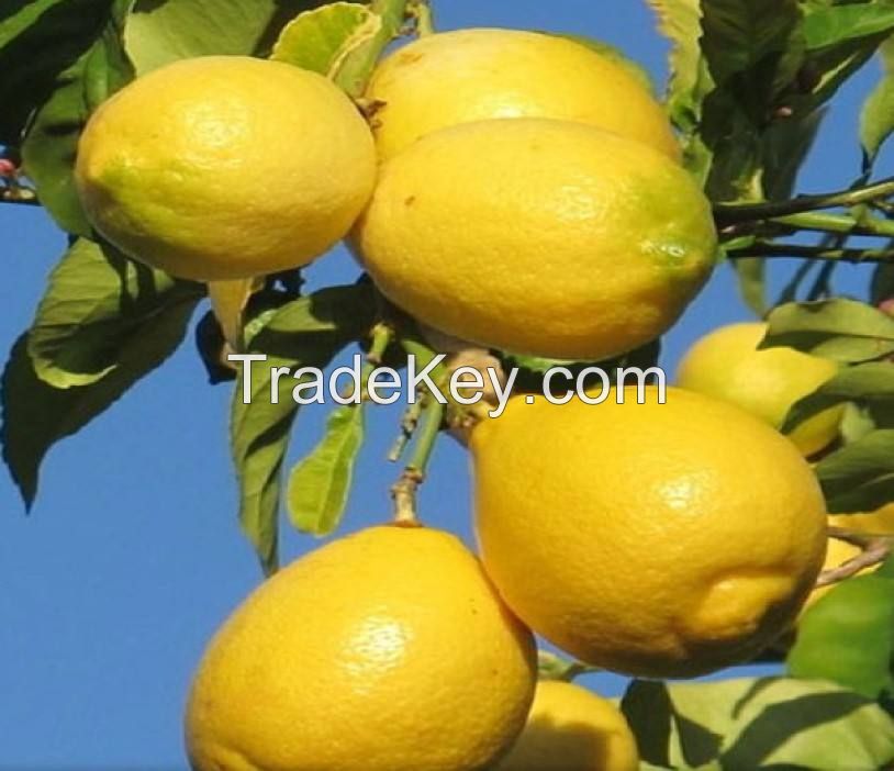 wholesale bulk eureka yellow fresh lemon  for sale south africa fresh lemon yellow lemon farm
