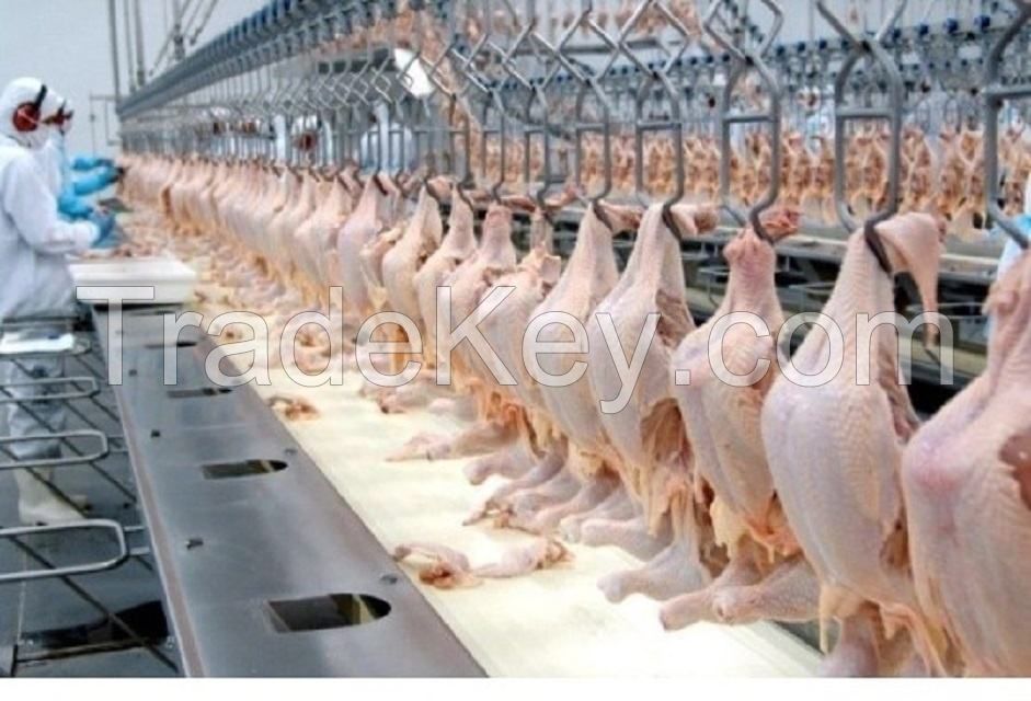 Wholesale custom private label paws food grade 10kg 25tons 15days halal chicken feet wings frozen chicken paws