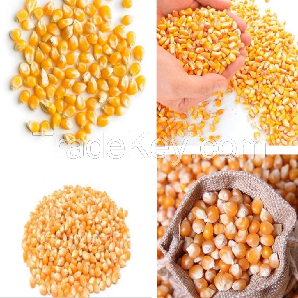 Premium HighFiber Sweet Yellow Maize for Animal Feed and Human