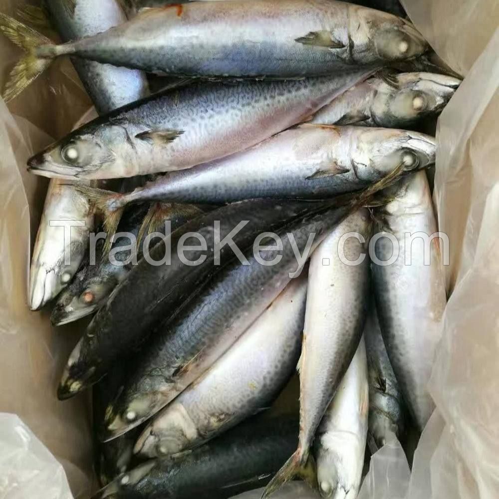 Fish Mackerel Delicious Whole Round Pacific Frozen Horse Mackerel Fish ...