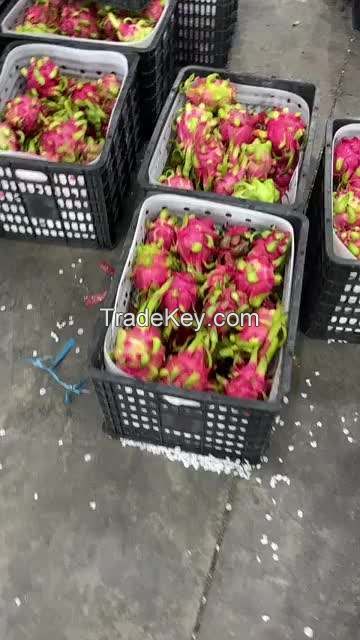 dragon fruit dried red pitaya with not get oily or best quality caramelized freeze dried dragon fruit