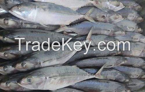 fish mackerel delicious whole round pacific frozen horse mackerel fish chinese canned mackerel fish frozen horse