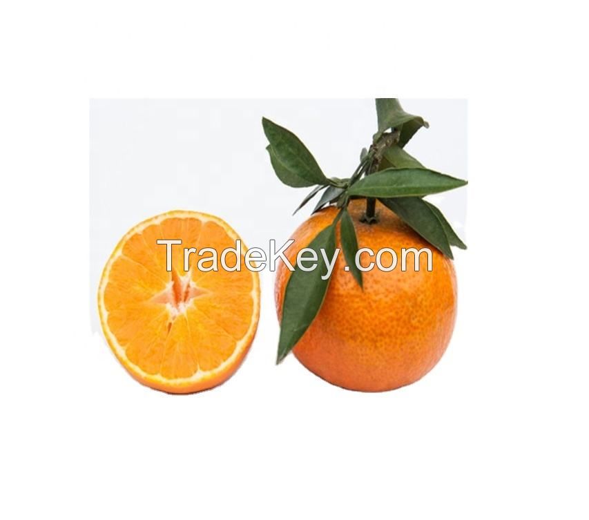 fresh oranges oranges valencia bulk oranges for sale fresh oranges fresh valencia orange navel orange fresh citrus fruits