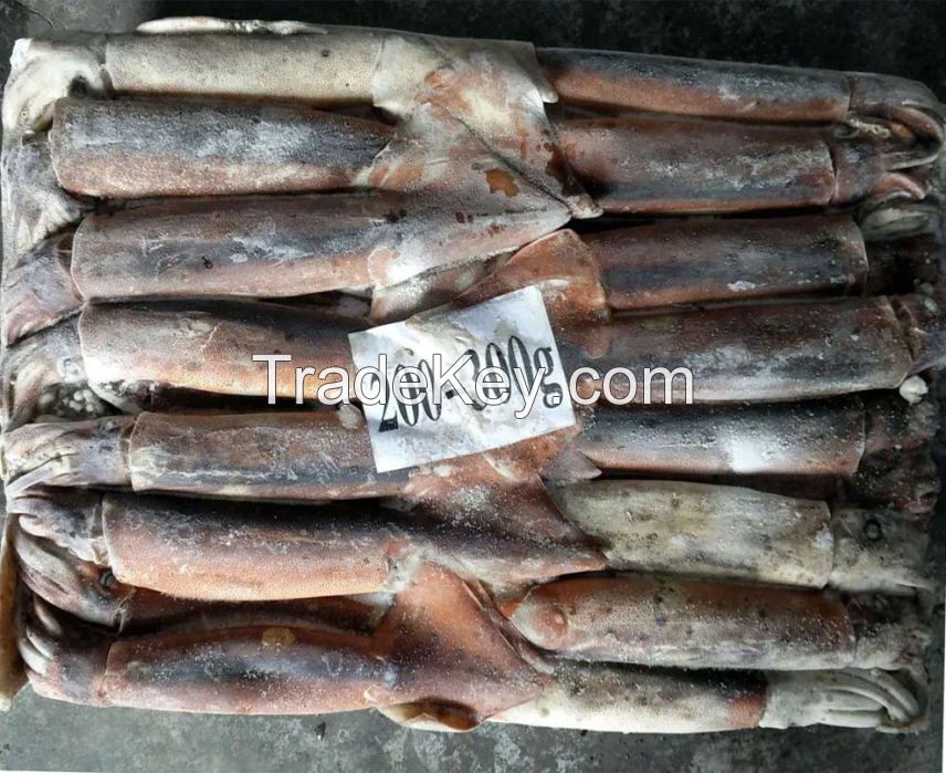 high quality fresh frozen baby squid new arrival high quality frozen red squid loligo bulk style packaging color feature squid