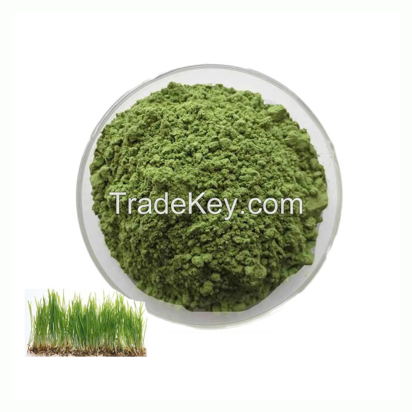 ISO Certificate Wheatgrass Juice Powder 100% Organic Wheat Grass Powder