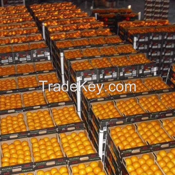 valencia oranges fresh egyptian bulk orange fresh fruit with standard open top cartons for sale fresh oranges