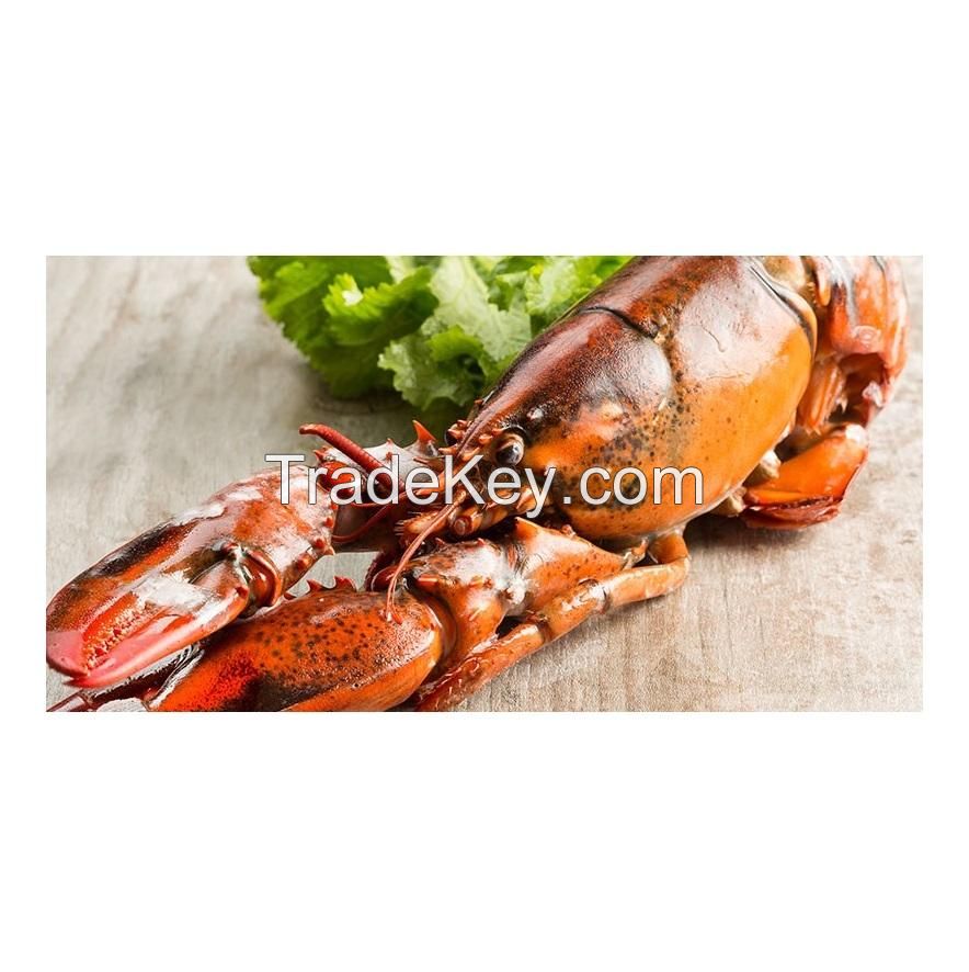 Hot Selling Frozen Lobster, Frozen Lobster Tails Fresh Live Lobsters, Canadian Bulk Style Packaging Lobsters