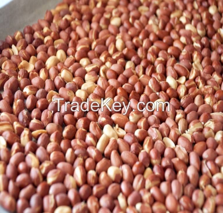 sa blanched no shell delicious roasted groundnuts for sale  suppliers packing in bags peanuts