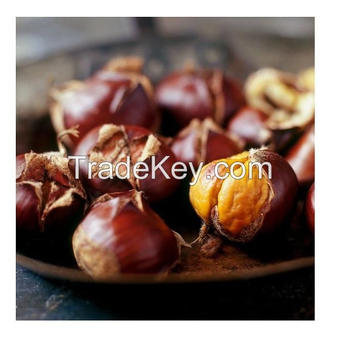 100% Top quality fresh chestnuts/organic chesnuts for Export