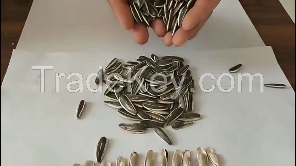 human type quality dried  black and white striped sunflower seeds wholesale for sale Sunflower Seed 361 Max Black