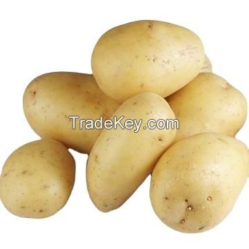 fresh potatoes new crop fresh potatoes new crop fresh sweet yellow bag mesh style packing organic color weight ho