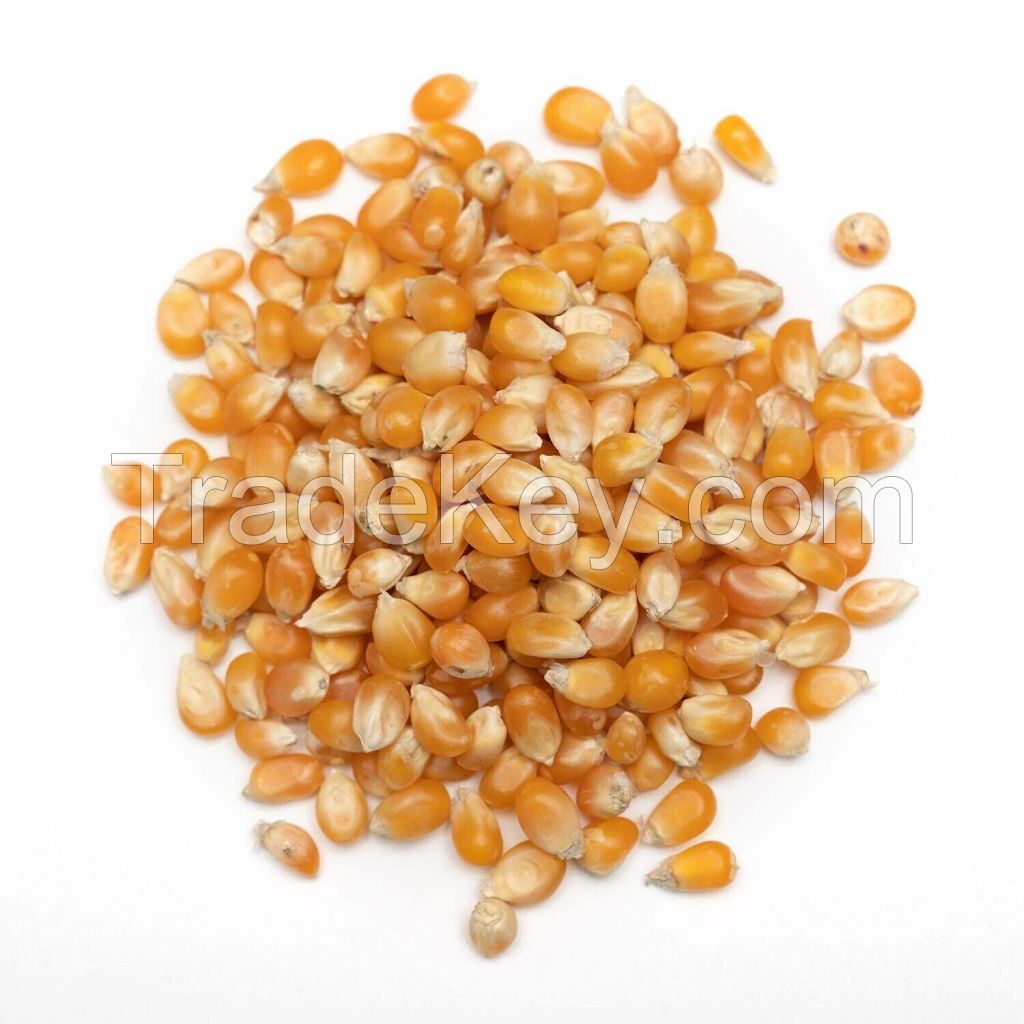 bulk IQF frozen sweet corn yellow corn kernels top style storage packing mature dried pop corn maize wholesale popcorn kernel