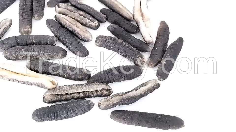 sea cucumber tubulosa best price sea cucumber from box style packaging dried holothuria tubulosa sea cucumber