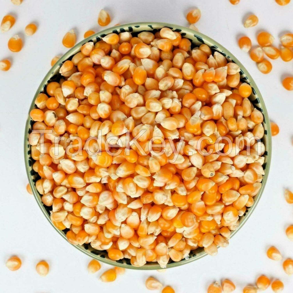 bulk IQF frozen sweet corn yellow corn kernels top style storage packing mature dried pop corn maize wholesale popcorn kernel