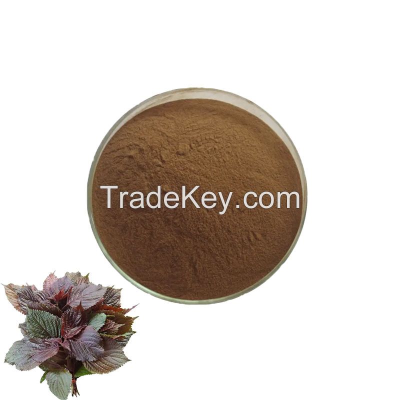 High Quality Perilla Extract Powder Herbal Extract 100% Natural Perilla Leaf Extract