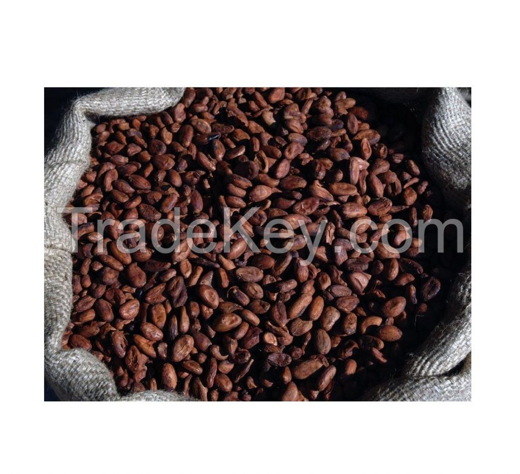 Bake material Natural wholesale price dried Raw Cocoa Beans coco bean for sale
