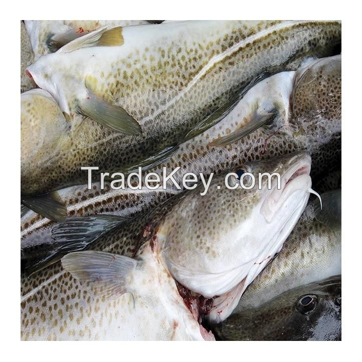 Wholesale Cheap Price Best Quality Fresh Atlantic cod Fish / Fillets For Sale Worldwide Exports