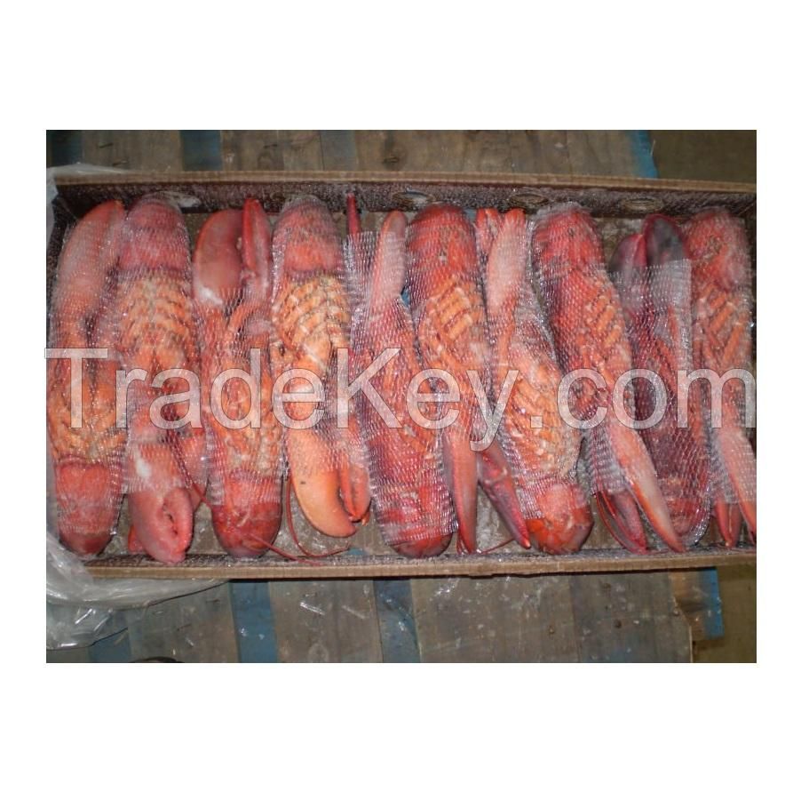 Hot Selling Frozen Lobster, Frozen Lobster Tails Fresh Live Lobsters, Canadian Bulk Style Packaging Lobsters