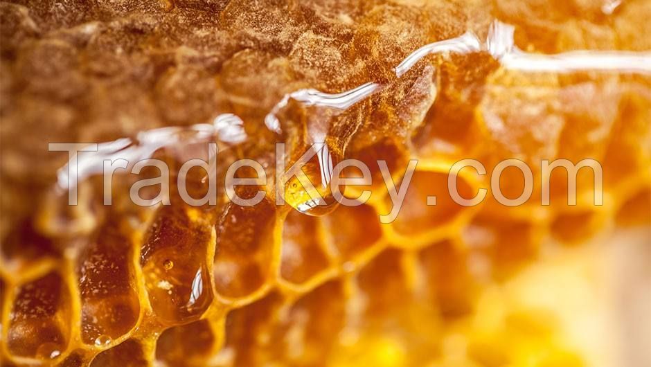 High Quality Natural Honey Honey Available Now