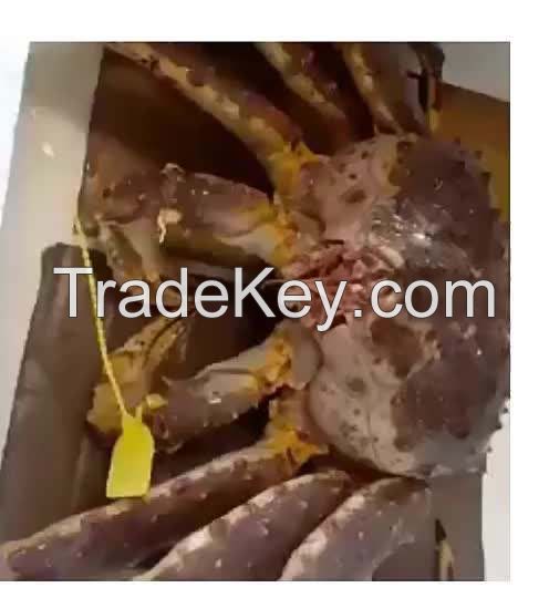 live canadian red king crabs frozen king meat whole foods meat tin crab bulk supplier canadian red king crabs