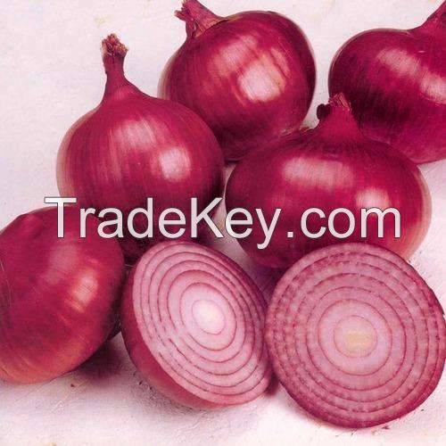 Freshest onion manufacturer exporting fresh yellow onion, red onion, white onion all year round for fried food 3--12cm onions