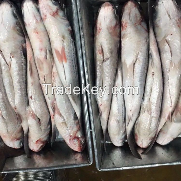 frozen grey mullet fillet price 10kg/ctn or 15kg/ctn,polybag for inner packing,carton box for outer packing  mullet fillet