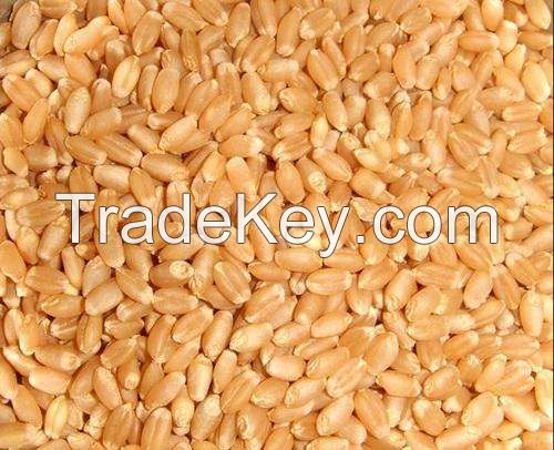 Wheat Grain,Soft ,Milling Wheat, Durum Wheat